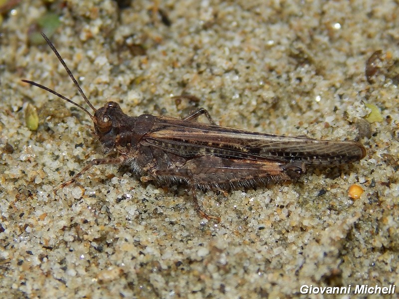 Serie di Acrididae del Parco del Ticino